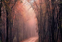 紫百合主帅：晋级欧协联八强带来动力，我们要把这股劲带到踢尤文.